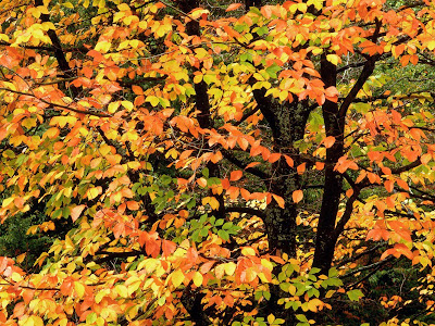 Beech Tree in Autumn Standard Resolution Wallpaper