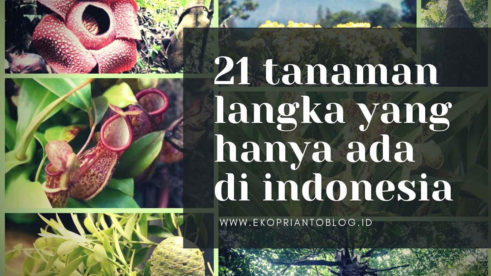 21 Tanaman Langka yang Hanya Ada di Indonesia