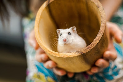 10 Cara Merawat Hamster yang Benar agar Tidak Mati dan Anti Bau