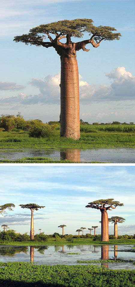 Freaky Stuff - Bottle Tree