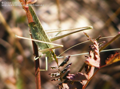 http://www.biodiversidadvirtual.org/insectarium/Tylopsis-lilifolia-%28Fabricius-1793%29-img616419.html