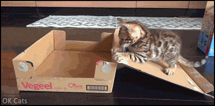 Funny Kitten GIF • Cute clumsy Bengal kitty stuck inside sneaky box [ok-cats.com]