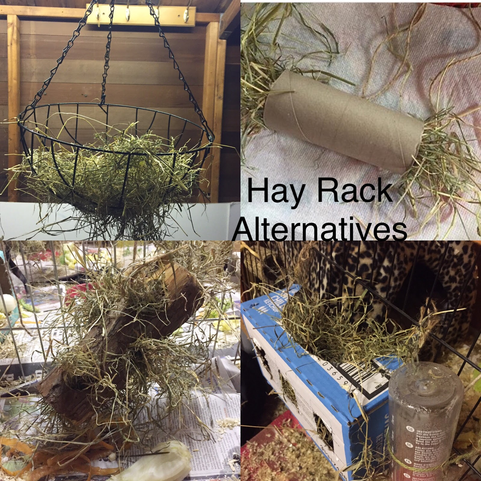 Brax The Guinea Pig: Hay rack Alternatives. DIY & Affordable.