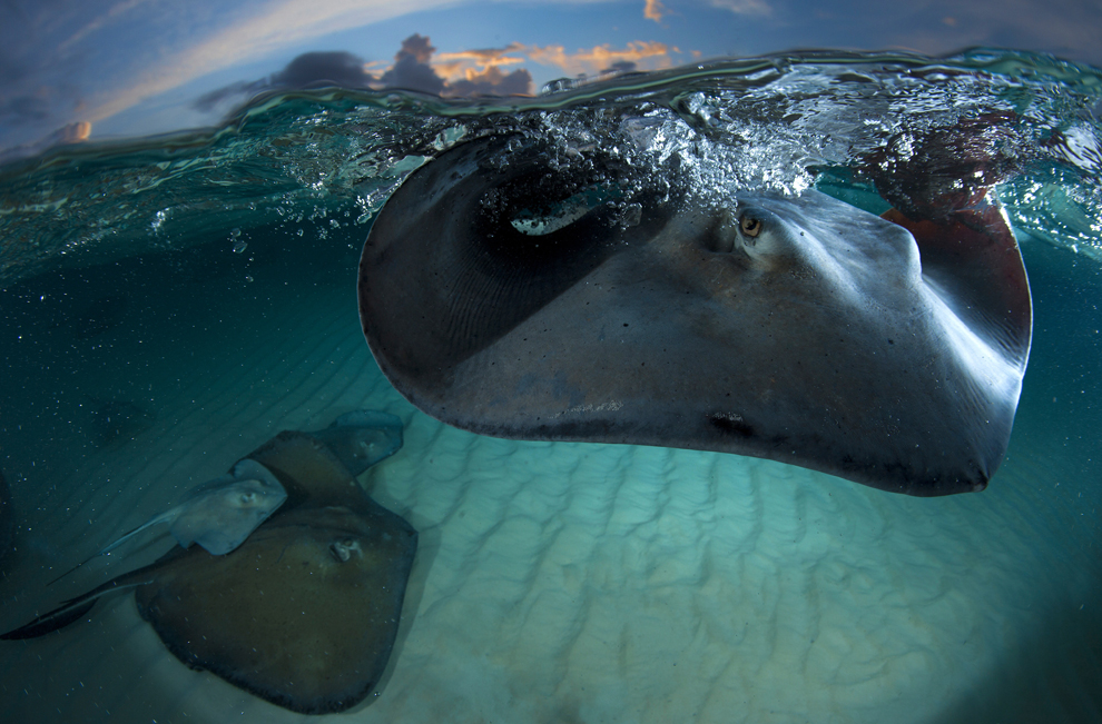 in Sandbar, Grand Cayman.