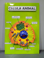 maqueta celula animal sobre cartulina