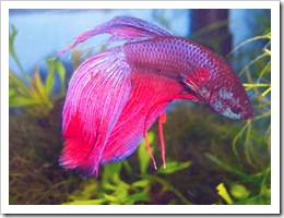 Betta-Fish-Picture-18