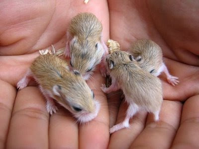 Most adorable photo of baby hamsters being held in hands