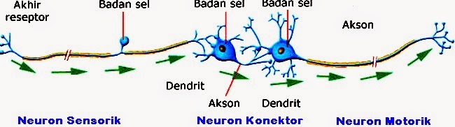 Macam Macam Jenis Neuron Serta Fungsinya  Definisi 