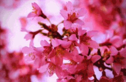 clip_image001