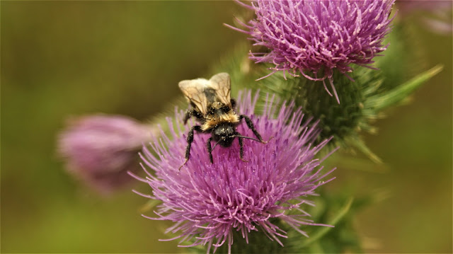 Hommel op paarse bloem