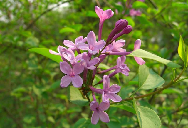 Lilac Flowers Pictures