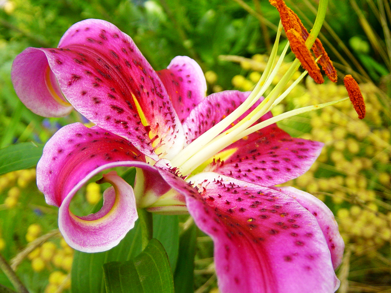 types of red flowers names Stargazer Lilies Flowers | 1280 x 960