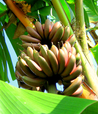 Buah-Buahan Tempatan Dari Desa - Relaks Minda