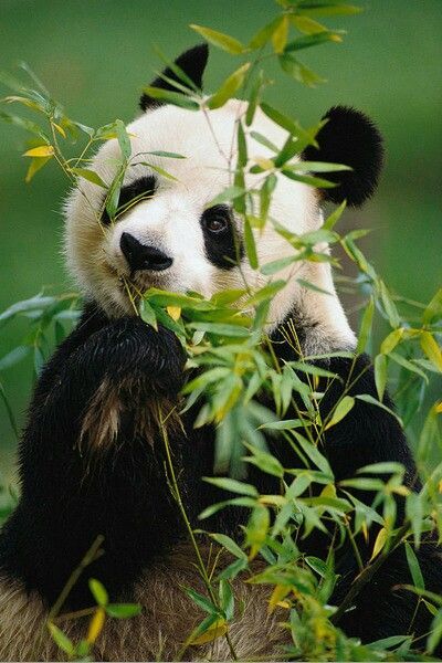 1000 Gambar Wallpaper Panda Keren