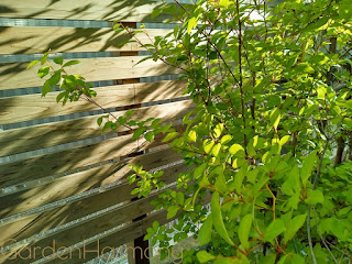 「窓辺で季節の緑を楽しむ 小さな雑木の庭」夕日の光が透過した雑木の葉は美しいです。