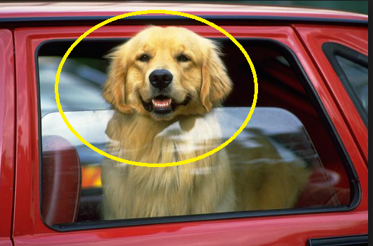 Do not leave your dog alone in a car