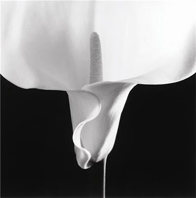 Mapplethorpe