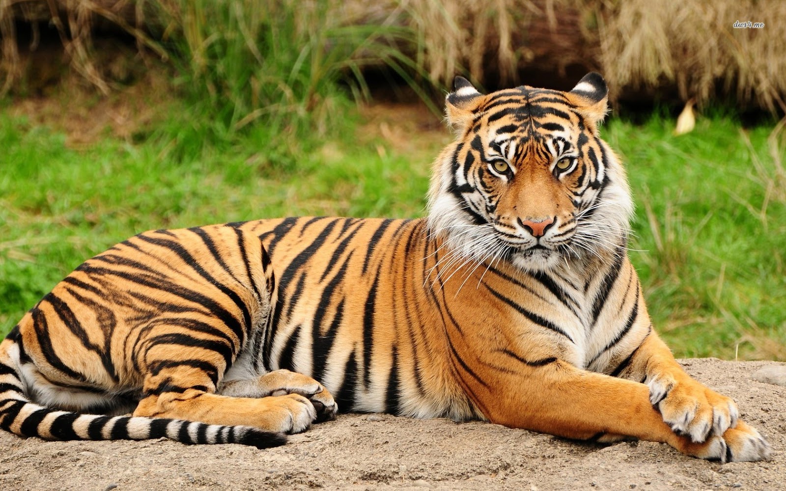  Gambar  Harimau Lengkap Kumpulan Gambar  Lengkap