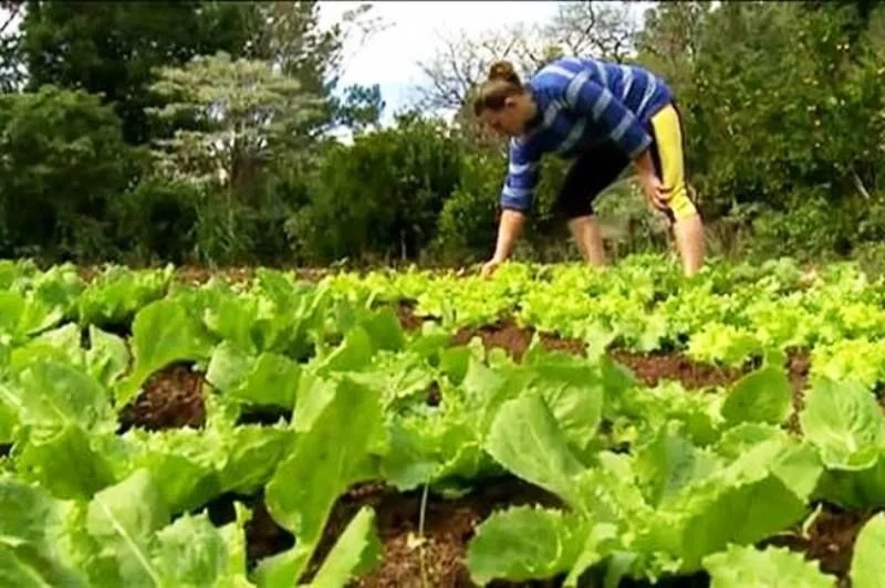 CODEMA respalda decreto que suspende subdivisión del campo para fines no agrícolas