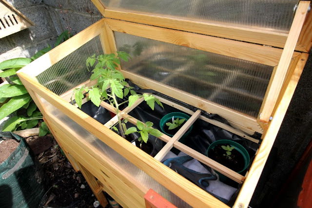 Tomato Plants in Cold Frame