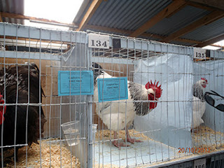 CHOOK COMPETITION