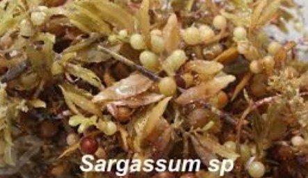 RUMPUT LAUT SARGASSUM