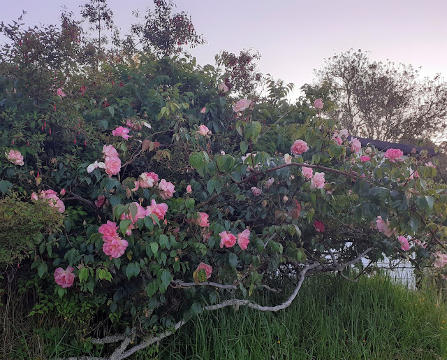 Pink roses