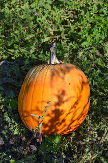 Meatless Monday Pumpkin Recipes that are Perfect for Fall