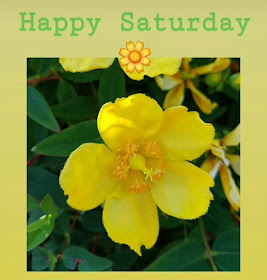 Yellow flower Happy Saturday