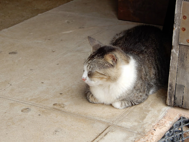 cat in gift shop