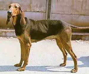 the segugio italiano is an italian breed of dog of the 