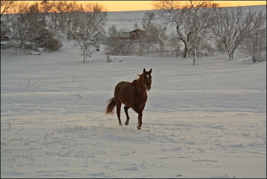snow horses 035b