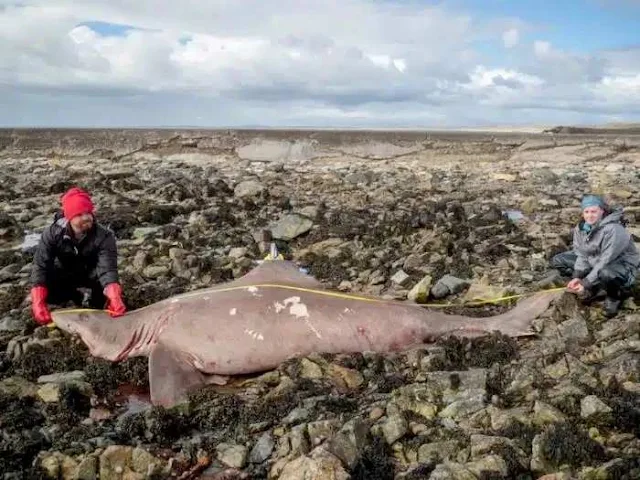 Un tiburón varado es examinado por los investigadores