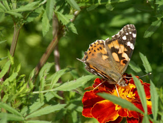 Photo of marigold and butterflies by BayMoon Design