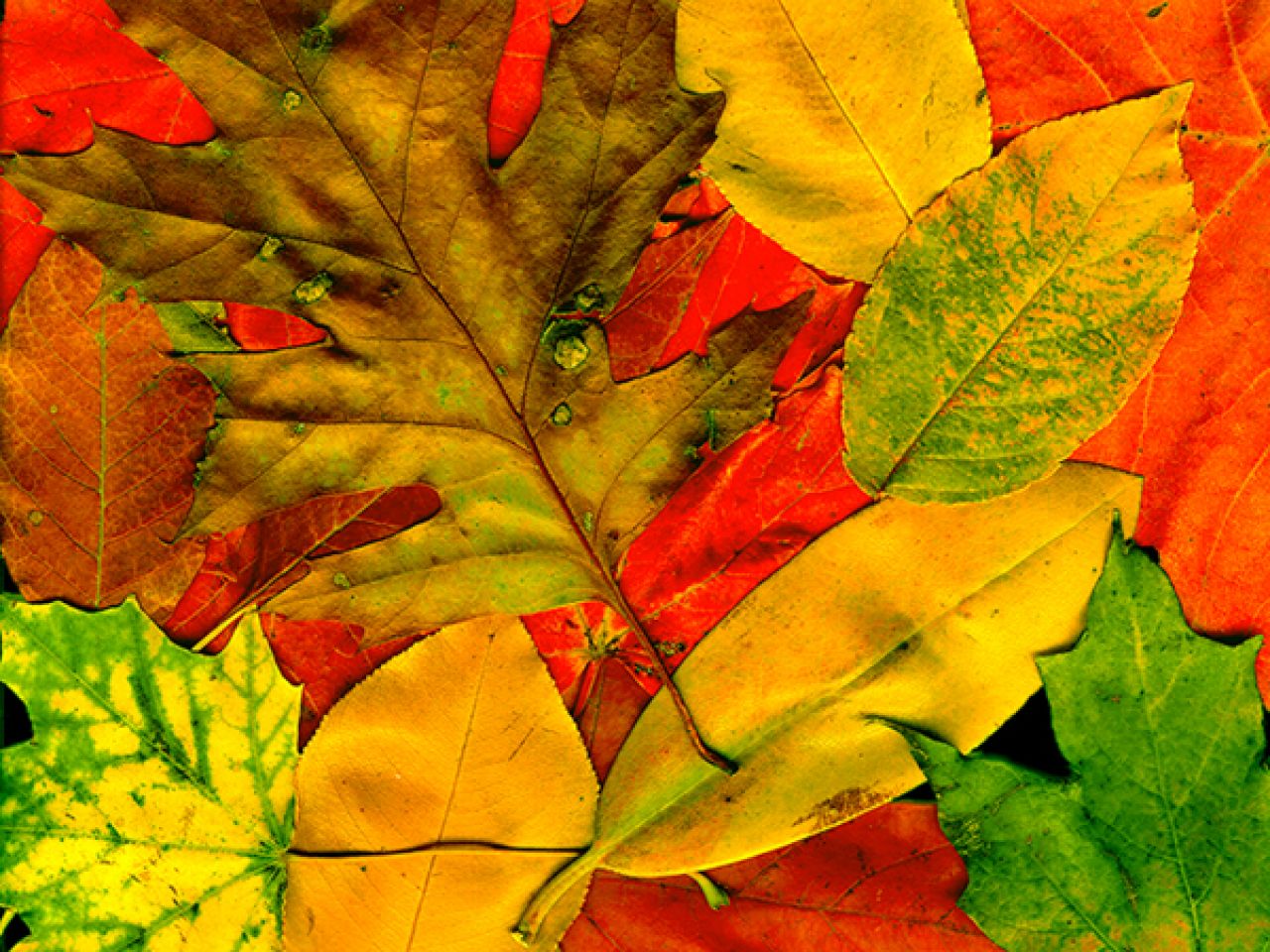 wallpapernarium: Muchas hojas del color del otoño