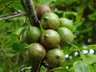 Macadamia Fruit Pictures
