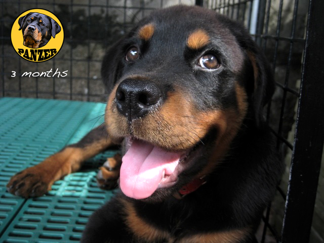 Rottweiler puppy Photo