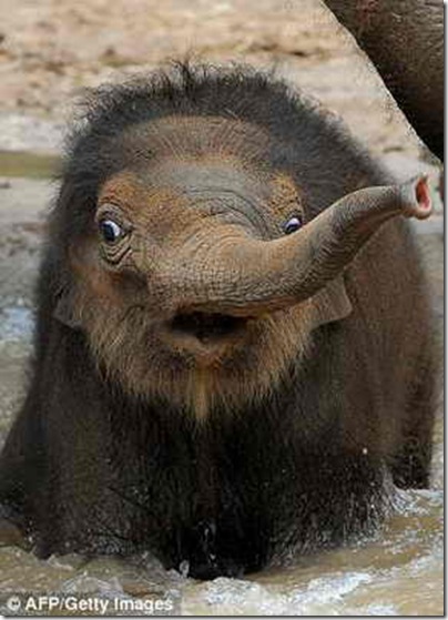 Funny baby elephant pictures