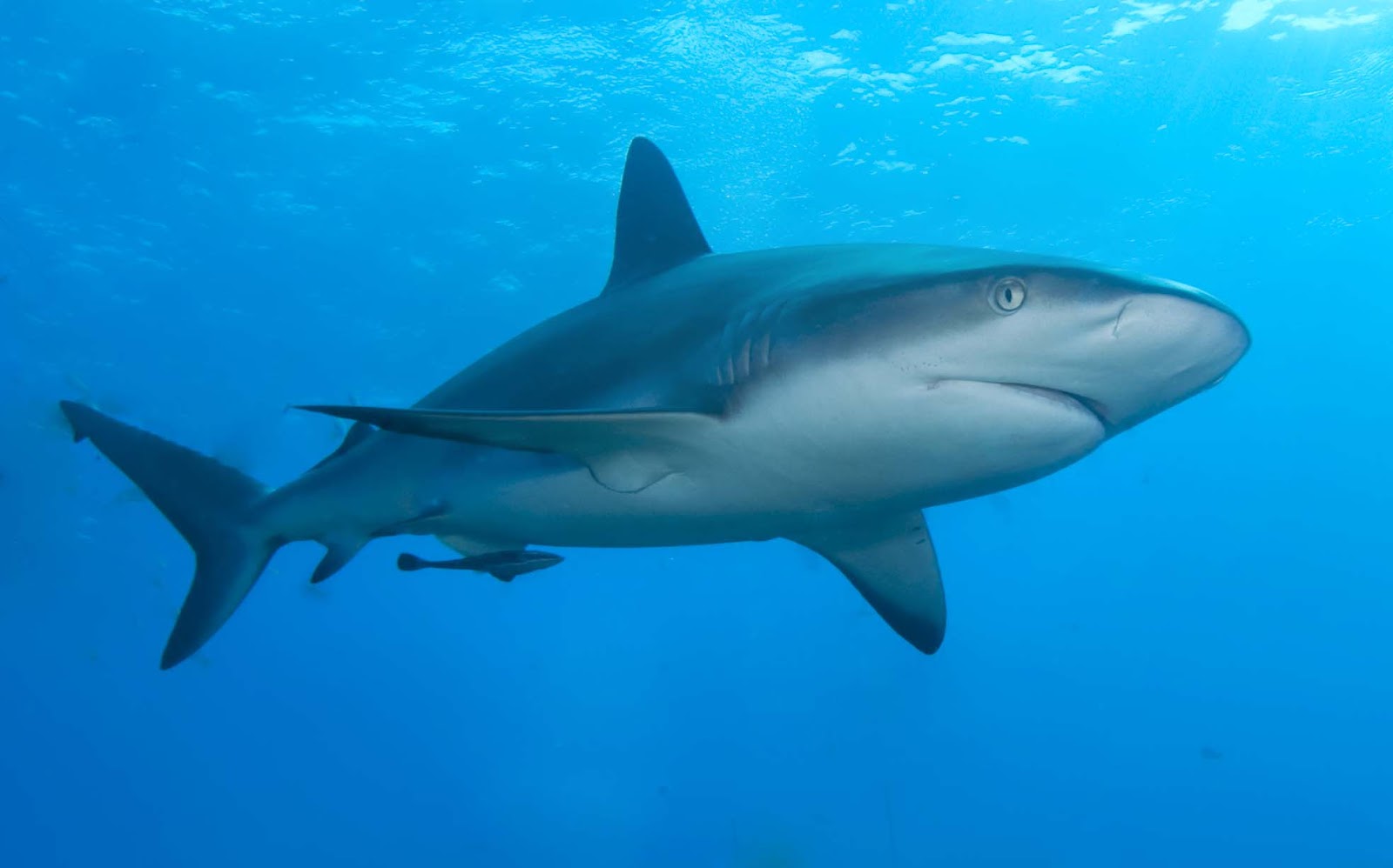  gambar  ikan  hiu  Indonesiadalamtulisan Terbaru 2014