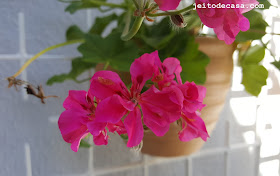 beautiful-pelargonium