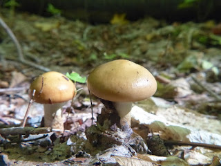 Cortinarius trivialis - Cortinaire graisseux - Cortinaire trivial - Cortinaire à chinures