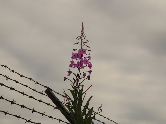 Willow Herb flowering on wall with barbed wire. 8th August 2020