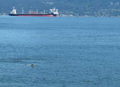 A seal swimming near Jericho beach Vancouver, BC