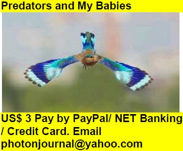  Predators and My Babies birds childrens snake loving mother 