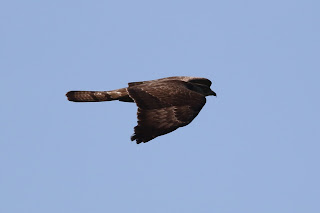 Adult Female Honey Buzzard