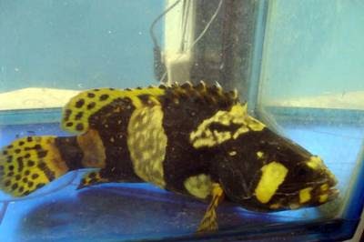 Arafah Aquarium Kerapu Mas Bumblebee Grouper 