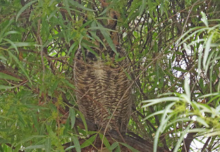 Great Horned Owl