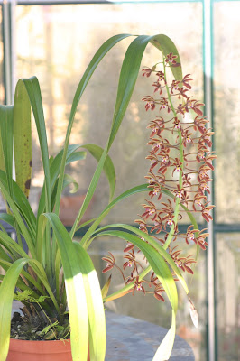 Cymbidium suavissimum - The Softest Cymbidium care and culture