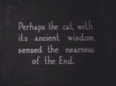 cat wisdom intertitle