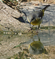 Lavandera cascadeña (Motacilla cinerea)